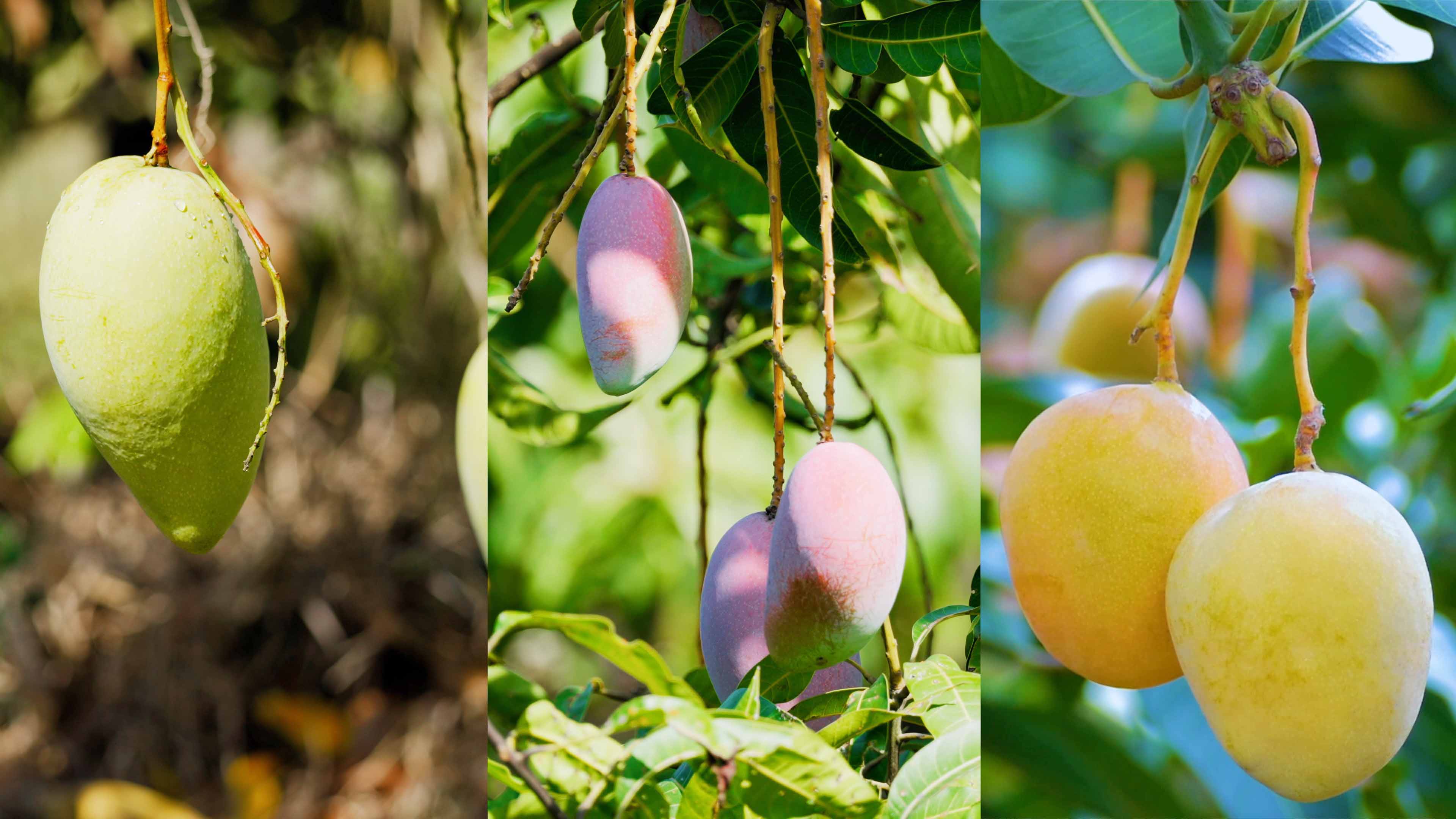 9159金莎游艺场哲林芒果